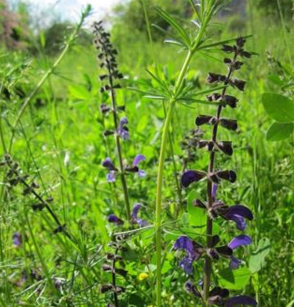Airome Essential Oil Clary Sage