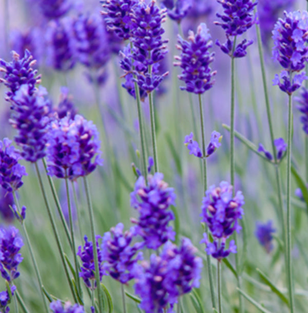 Airome Lavender Essential Oil