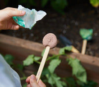 Modern Sprout Pollinator Seed Lollipops